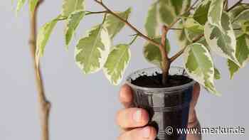 Ficus benjamina und Gummibaum lassen sich einfach über Stecklinge vermehren