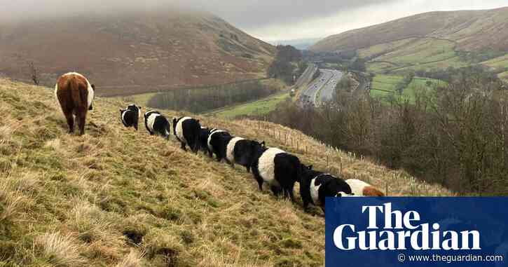 Country diary: A winter holiday for the cows | Andrea Meanwell