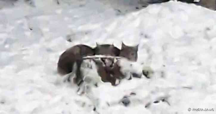 Lynx dies after big cats released illegally into UK countryside