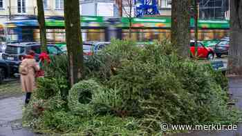 „Erst liegt da einer, dann fünf“: Illegale Weihnachtsbaum-Entsorgung wird zum Problem – das sind die Regeln