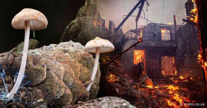 Fears LA wildfires could spread deadly fungi – would it be like The Last of Us?