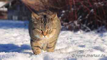 Katzen im Winter: Reaktion von Kater Loki auf Schneegestöber bringt Netz zum Lachen