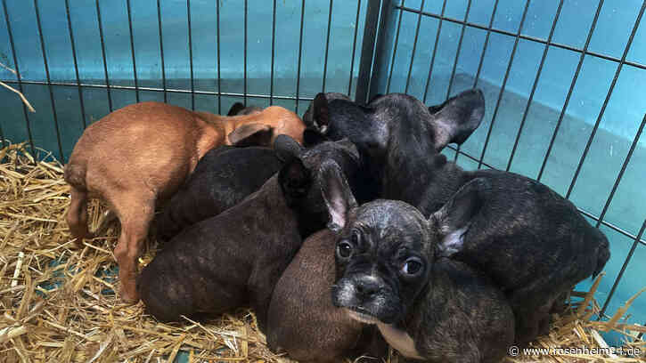 Online-Tierhandel: Vorsicht! So schützt Ihr Euch vor unseriösen Verkäufern