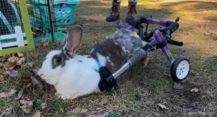 'Took off like a rocket:' Parker the disabled wonder bunny hops past limitations on way to happy life