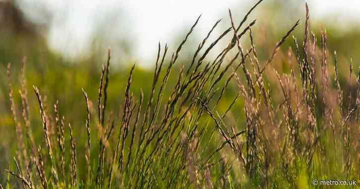 ‘Unkillable’ weed resistant to strongest herbicide found in UK for first time