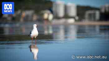 What you might not know about the seagull stealing your chips