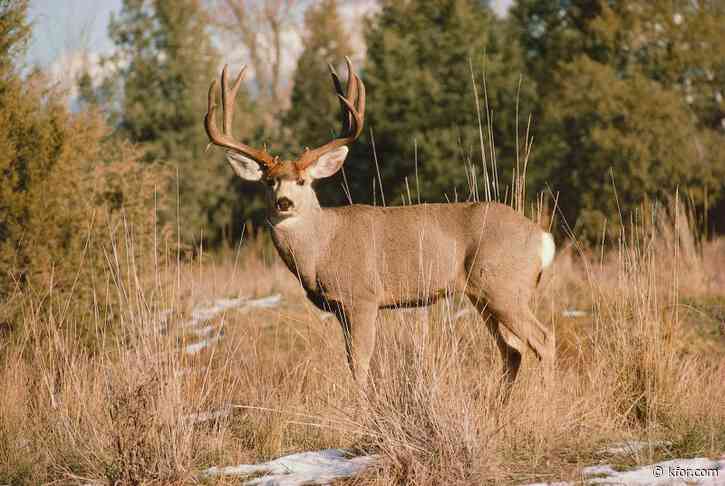 Proposed senate bill could impact Oklahoma hunters and deer population