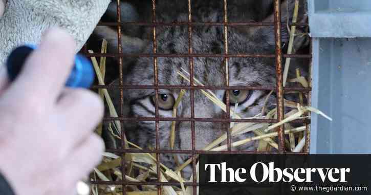 One of four lynx captured in Scottish Highlands dies