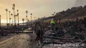 Wild conspiracy theories over LA fires emerge after lush green palm trees stand untouched amid burning wreckage