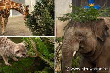 Stad geeft kerstbomen tweede leven bij dieren in Zoo Antwerpen: “Dit is een veel leukere manier om ze weg te doen dan verhakselen”