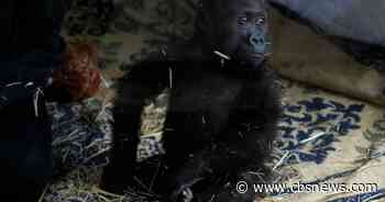 Young gorilla found in airplane cargo hold recovers at Istanbul zoo