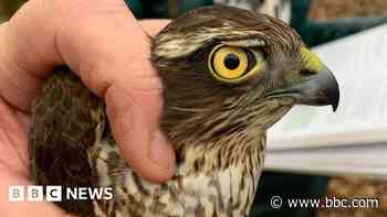 Conservation group launches birds of prey project