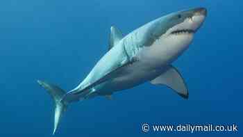 Warning as giant great white shark is spotted stalking popular beach FOUR times in one day