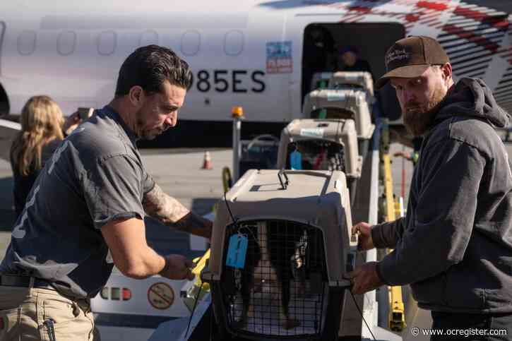 Dogs, cats board plane to sanctuary shelters to reduce local overcrowding amid LA County wildfires