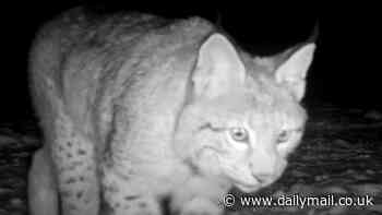 Could a DNA sample help police track down 'guerilla rewilders' who released four lynx into the wild in the Scottish Highlands illegally?