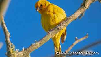 Here's How Environmental and Physical Traits Shape Bird Sounds Across Habitats