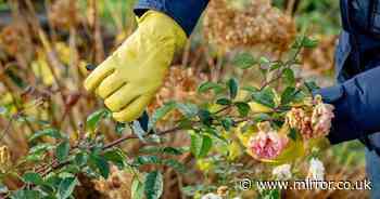 Garden expert's one-minute pruning trick helps climbing roses 'flower so much'