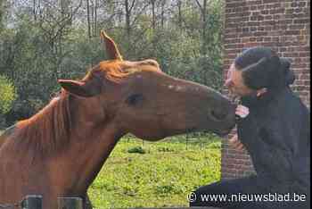 Wie heeft Rozie gezien? Paard werd gestolen van weide in Sint-Pieters-Leeuw: “We zijn er het hart van in”