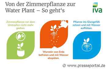 Grüne Highlights: Tipps für Water Plants