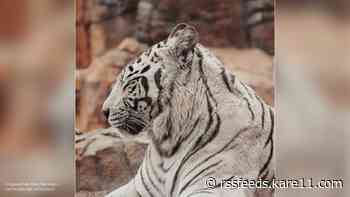 Beloved white tiger at Chippewa Falls zoo passes away