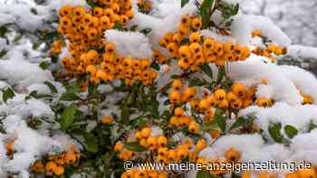 Diese zehn Aufgaben stehen im Januar im Garten an