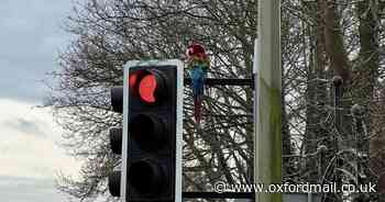 Colourful parrot spotted perched on set of traffic lights in Oxfordshire