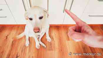 Hund begrüßt Herrchen mit schuldbewusstem Blick: Was hat er angestellt?