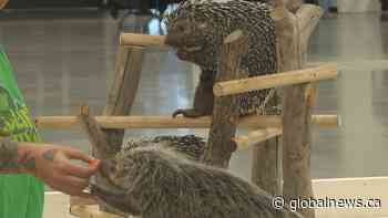 The Wildlife Festival comes to Lethbridge