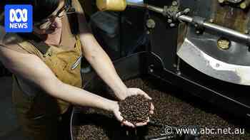 Could high coffee prices trigger a boom for Aussie growers?