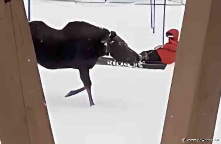 Large Moose Startles Unsuspecting Colorado Skiers