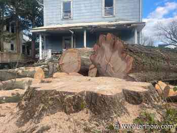 Well-loved tree in Ashton Heights cut down for redevelopment of old house