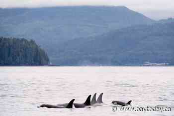 Environmentalists claim 'setback' for species protection in B.C. port expansion case