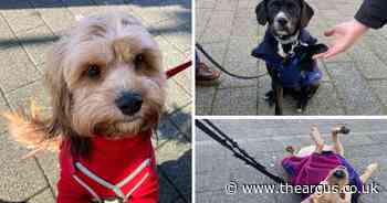 Cafe launches 'Best Dressed Pets' contest: our favourite entrants so far