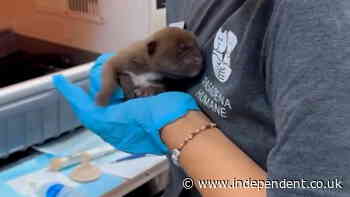 Five-day-old puppy survives building collapse during Pasadena fire evacuation