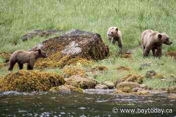 Ecotour grizzlies less likely to encounter conflict with humans, B.C. study suggests