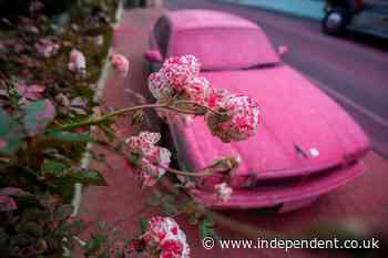 Why is LA turning pink after wildfires? Colourful powder on cars and trees explained