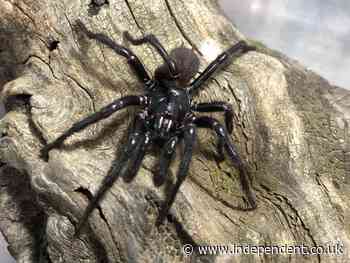 Scientists name new species of ‘unusually large’ spider in Australia ‘Big Boy’