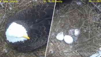 Eaglet hatching in Florida caught on camera. Watch here.