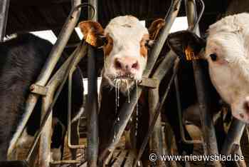 Verschillende Belgische boerderijen preventief geblokkeerd uit vrees voor mond- en klauwzeer