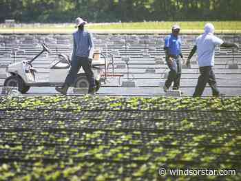 Guest column: Don't blame migrant workers for Canada's economic woes