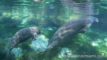 Florida manatees expected to keep ‘threatened species' tag