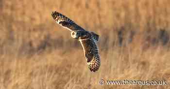 Short eared owl photographed hunting for its dinner