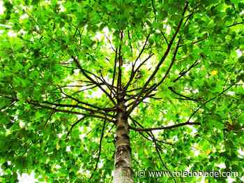 Trees will be cleared at Cedar Creeks Preserve entrance