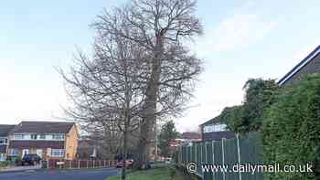 Locals beg for action over 'killer' rotting 30ft tree that is still threatening to crash down on homes NINE months after council said it would be removed