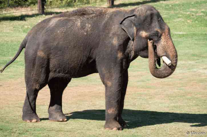 Oklahoma City Zoo euthanizes its oldest Asian elephant