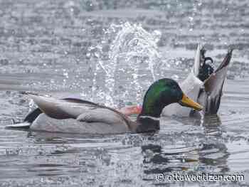 Canada heightens risk assessment for bird flu as outbreaks spread