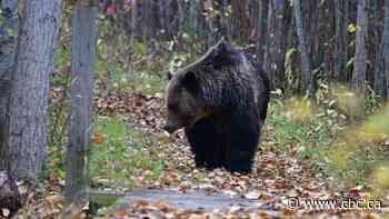 Ecotour grizzlies less likely to encounter conflict with humans, B.C. study suggests