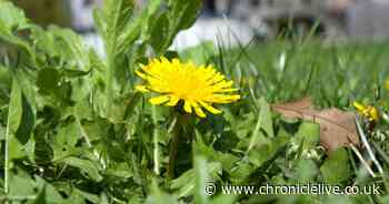 Vinegar hack to kill garden weeds without using chemicals - but with one key ingredient