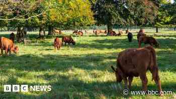 UK bans cattle, pigs and sheep imports from Germany after foot-and-mouth case