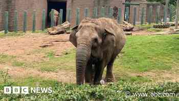 Belfast Zoo's former elephant Dhunja dies